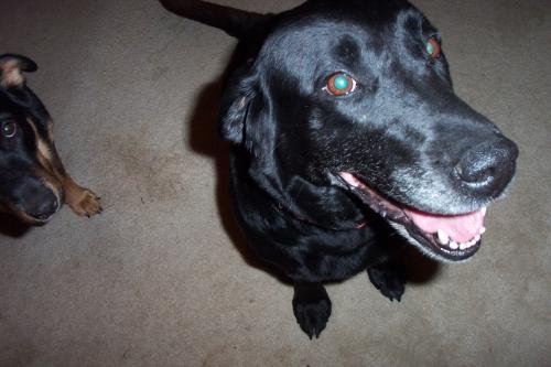Angie-ADOPTED-6.9.09