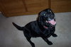 Angie-ADOPTED-6.9.09