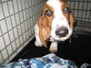 Annabelle-ADOPTED-6.9.09