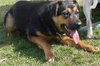Apple-ADOPTED 09.29.12