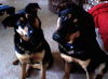 Apple-ADOPTED 09.29.12