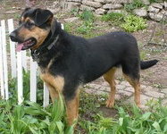 Apple-ADOPTED 09.29.12