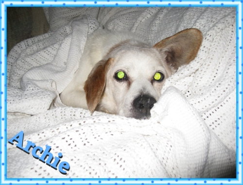 Archie-ADOPTED-6.9.09