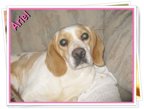 Ariel-ADOPTED-6.9.09
