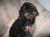 Armani-ADOPTED-6.9.09