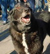 Baron - ADOPTED 11.12.09