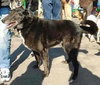 Baron - ADOPTED 11.12.09