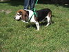 Bart-ADOPTED-7.18.09