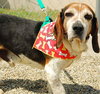 Bart-ADOPTED-7.18.09