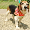 Bart-ADOPTED-7.18.09