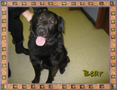 Bear-ADOPTED-6.9.09