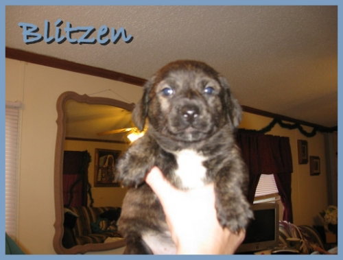 Blitzen