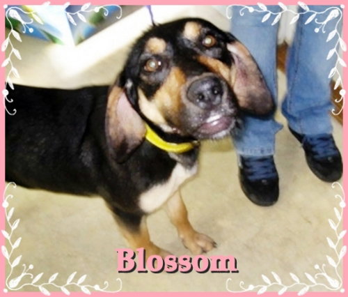 Blossom