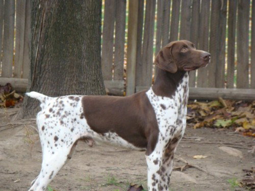 Bo-ADOPTED