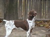 Bo-ADOPTED