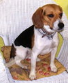 Bonnie
