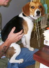 Bonnie