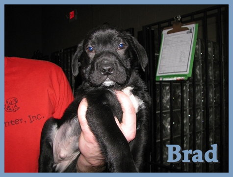 Brad