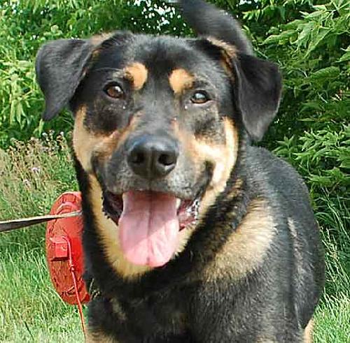 Brando-ADOPTED-3.26.10