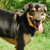 Brando-ADOPTED-3.26.10