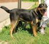 Brando-ADOPTED-3.26.10