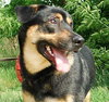 Brando-ADOPTED-3.26.10