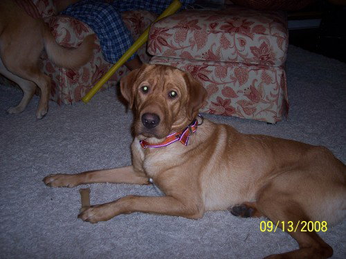 Brody