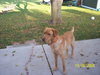 Brody