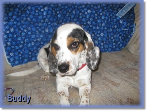 Buddy