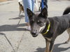 Diamond-ADOPTED-6.9.09
