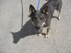 Diamond-ADOPTED-6.9.09