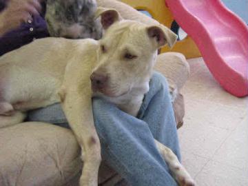 Digger-NEEDS FOSTER!