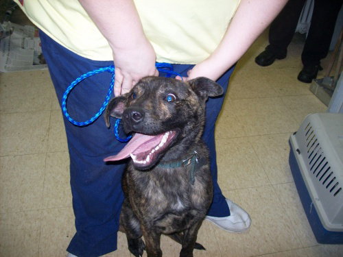Dillion - ADOPTED 06.10.09