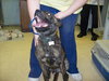 Dillion - ADOPTED 06.10.09