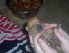Dinky