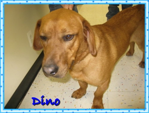 Dino