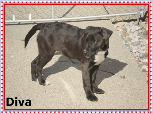 Diva