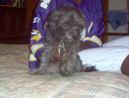 Dodger