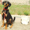Dodger - ADOPTED