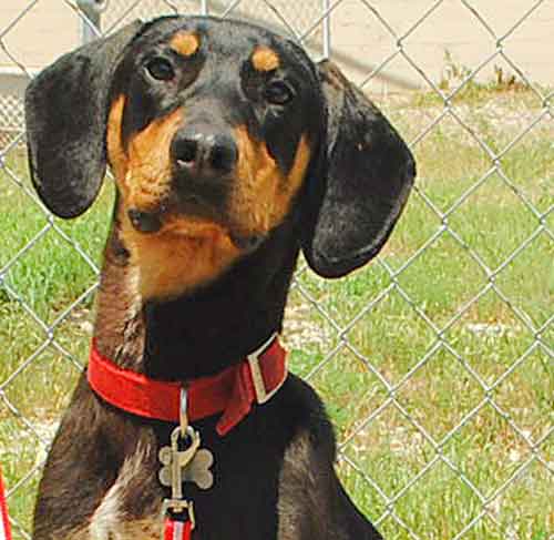 Dodger - ADOPTED