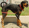 Dodger - ADOPTED