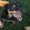 Dodger - ADOPTED