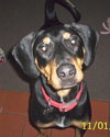 Dodger - ADOPTED