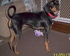 Dodger - ADOPTED