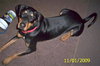 Dodger - ADOPTED