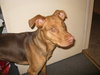 Dolly~Pending!