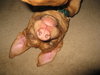 Dolly~Pending!