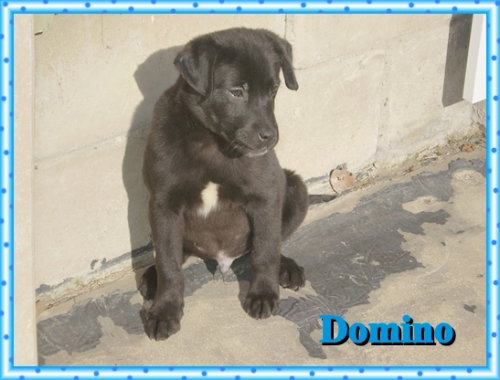 Domino