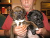 Donner-Pending!