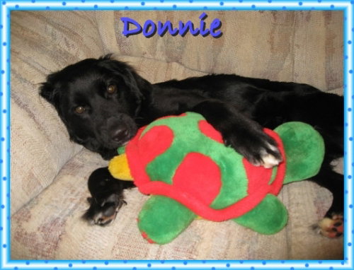 Donnie-Pending!